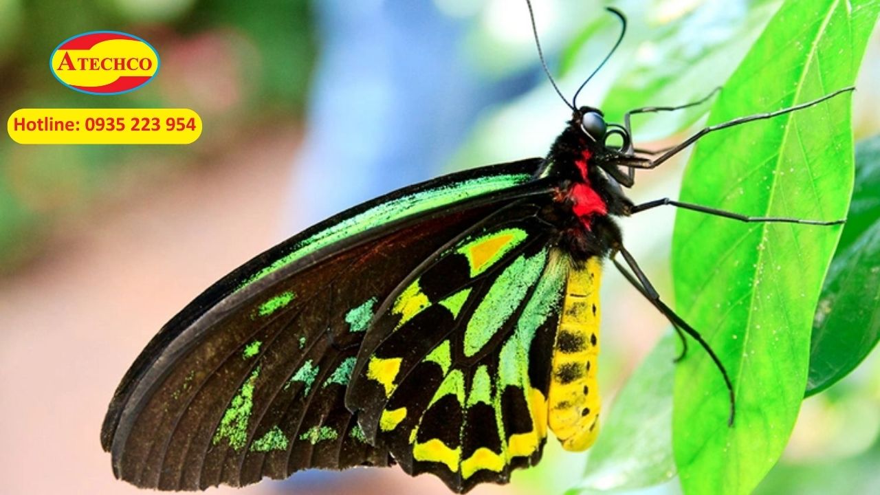 Ph&acirc;n biệt bướm ng&agrave;y v&agrave; bướm đ&ecirc;m