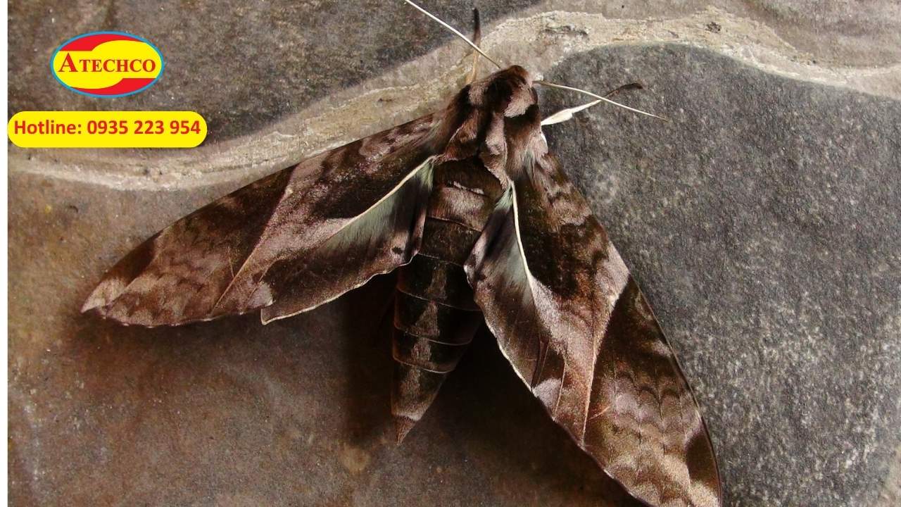 Bướm đ&ecirc;m n&acirc;u