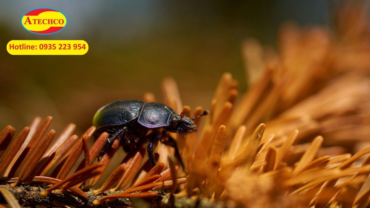 T&igrave;m hiểu về bọ c&aacute;nh cứng&nbsp;