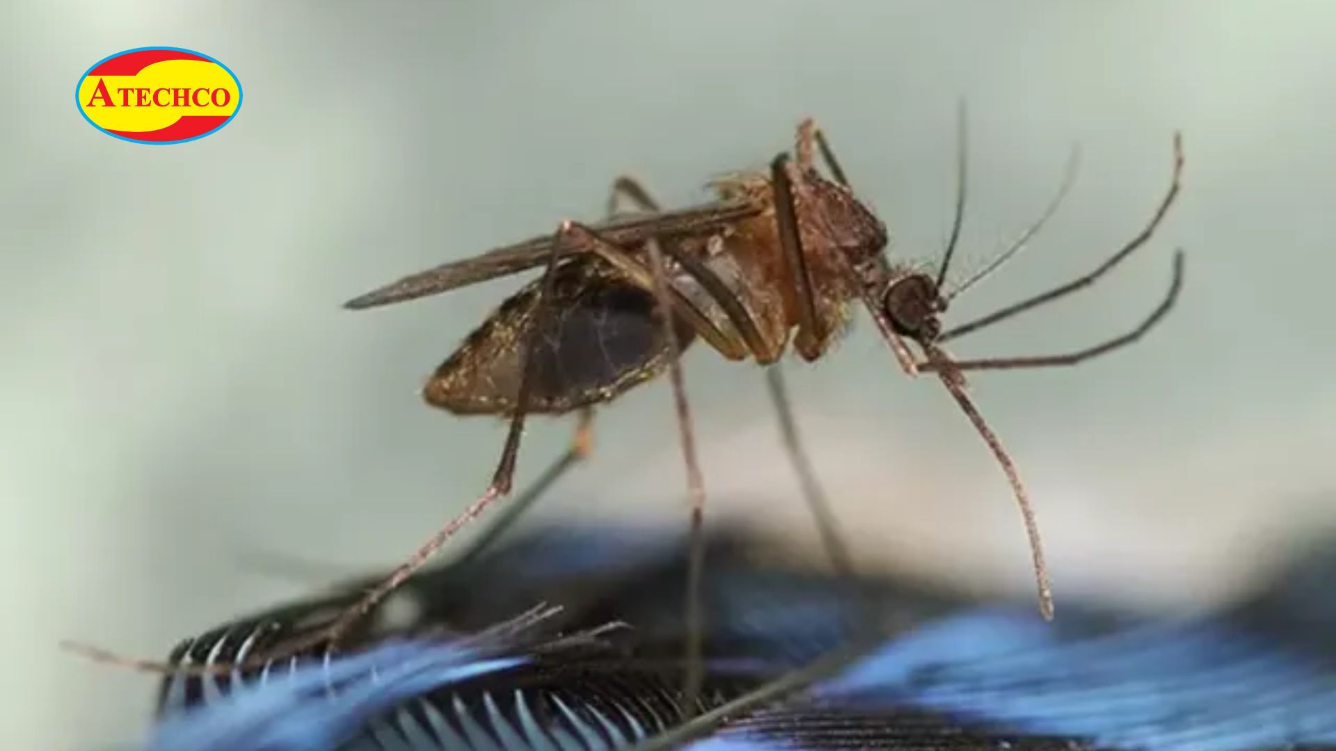 Sự thật th&uacute; vị về muỗi