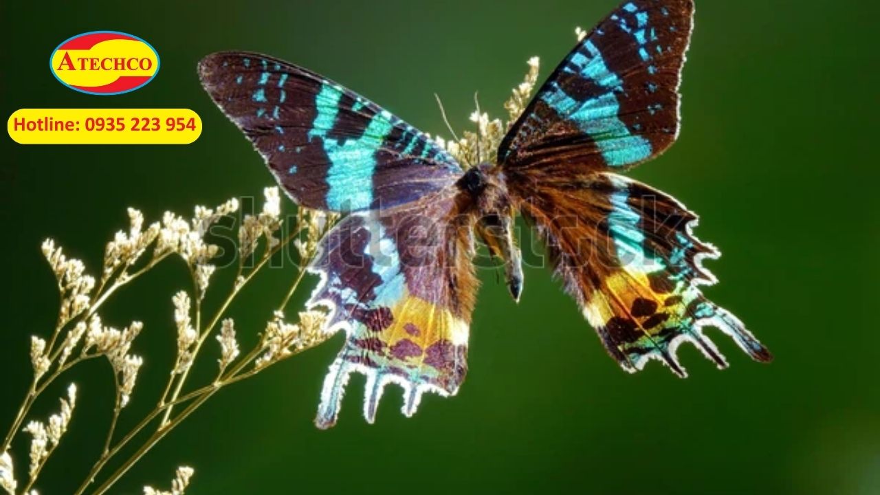 Bướm ho&agrave;ng h&ocirc;n