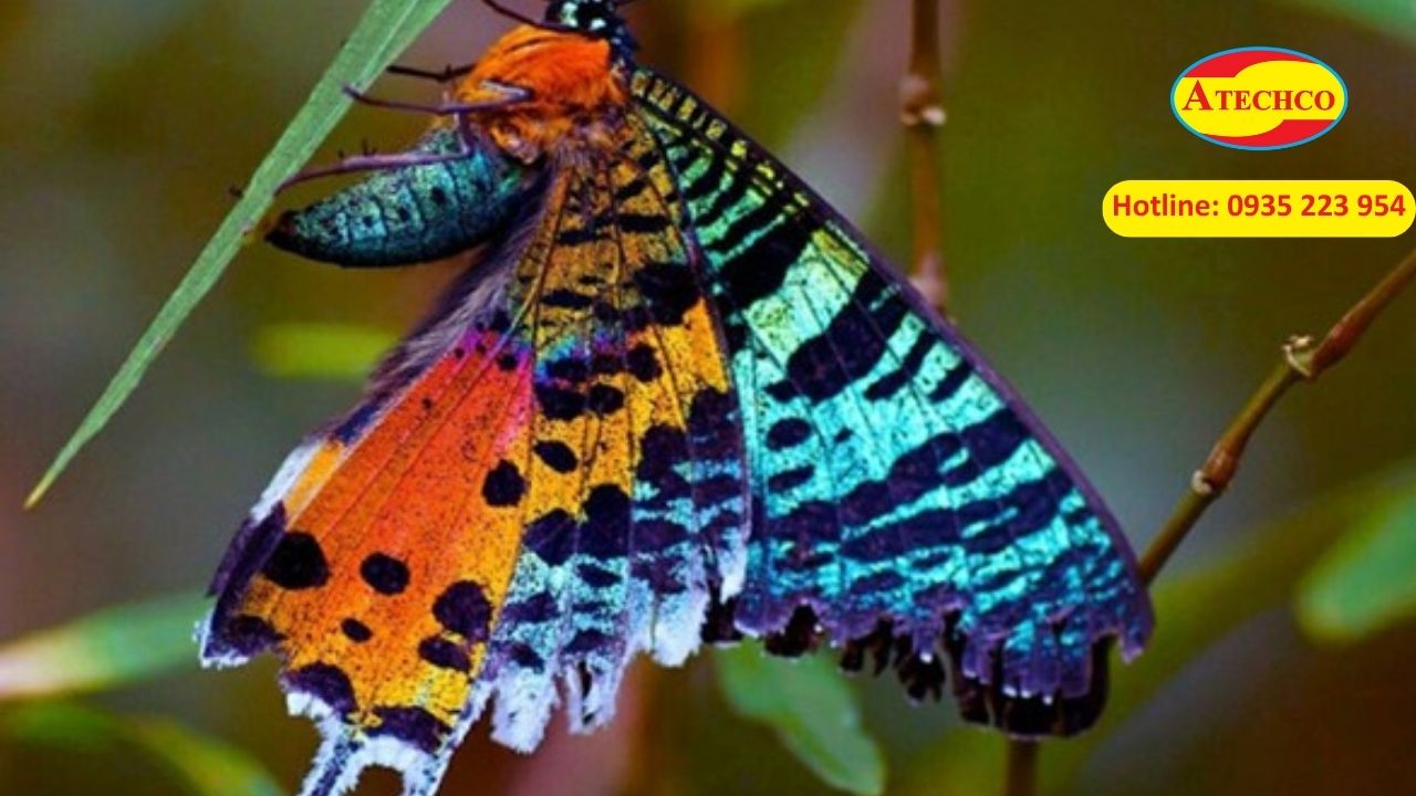 Bướm đ&ecirc;m c&oacute; độc kh&ocirc;ng?