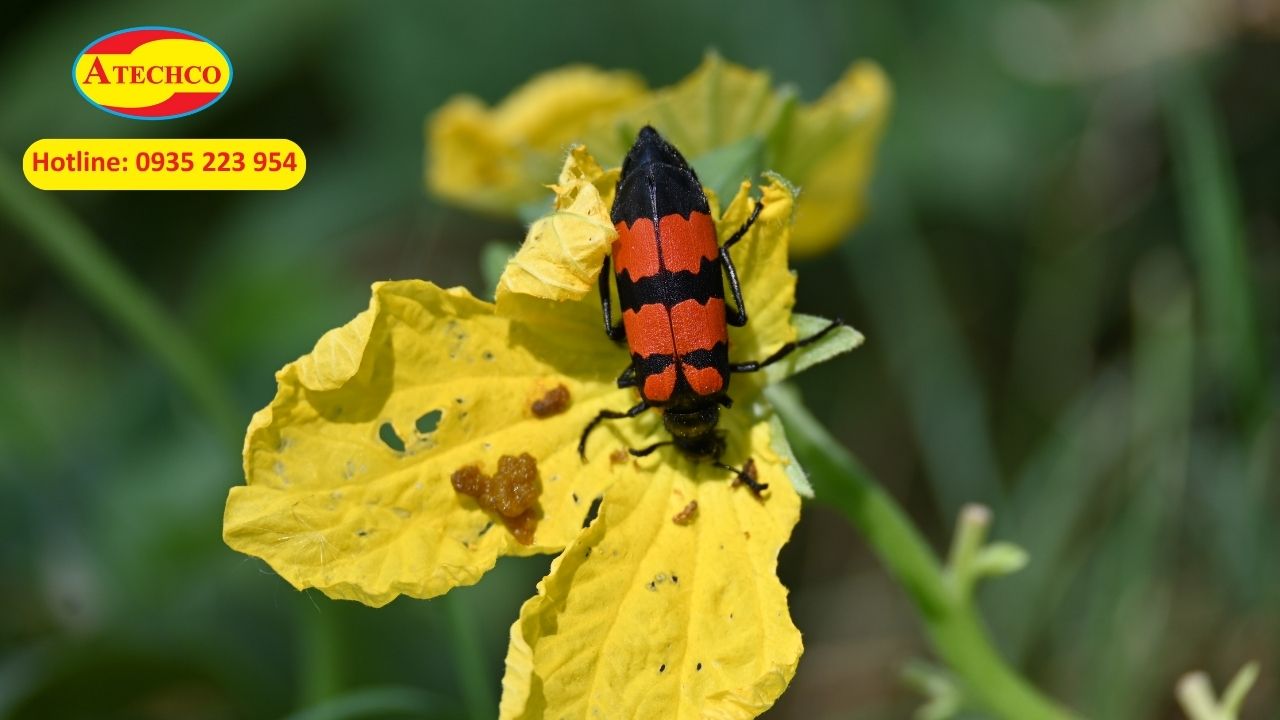 S&acirc;u ban mi&ecirc;u