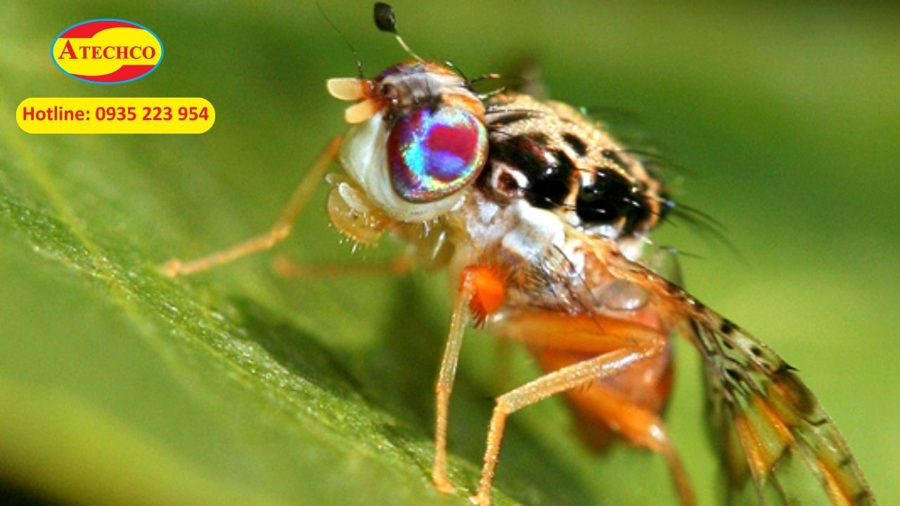 Ruồi tr&aacute;i c&acirc;y
