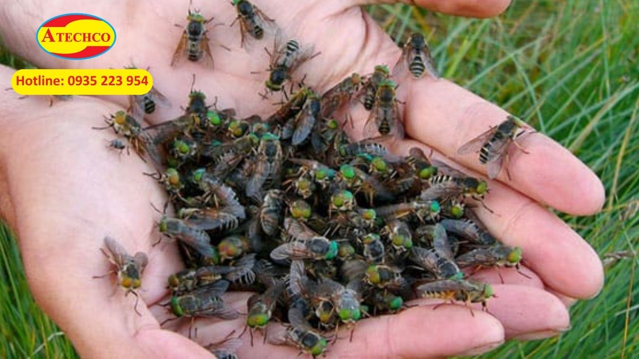 V&ograve;ng đời của ruồi