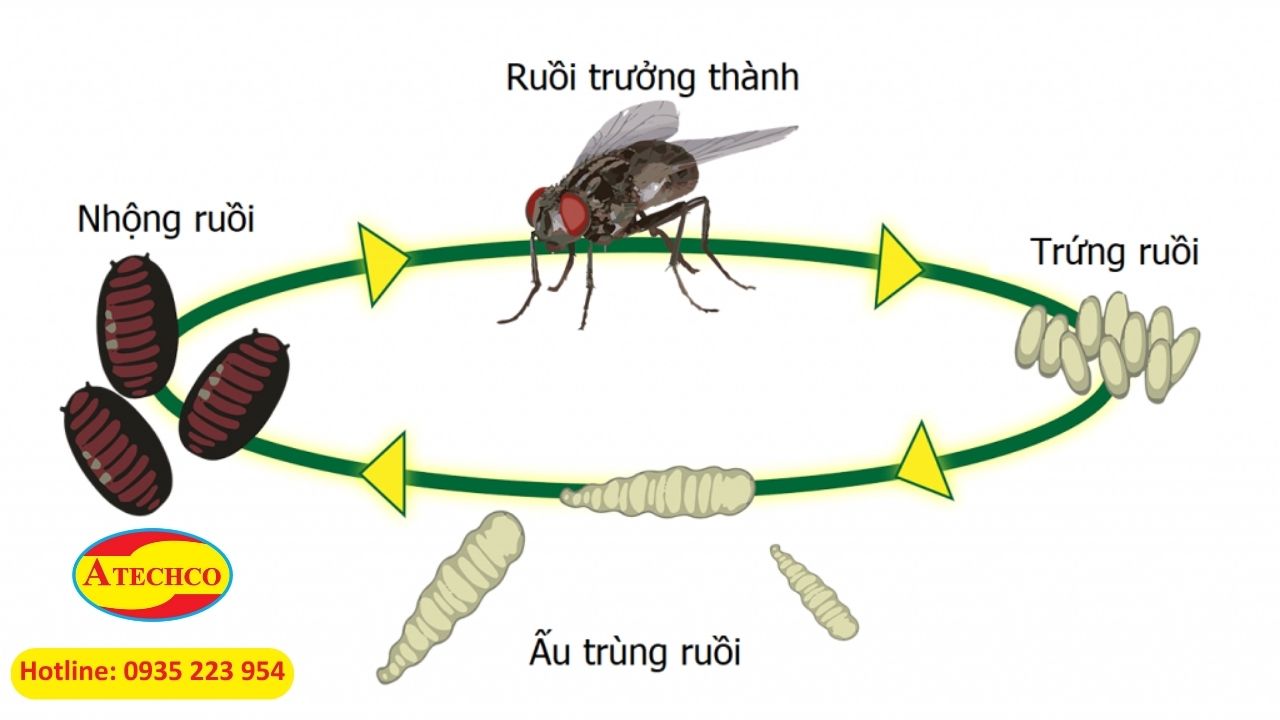 V&ograve;ng đời ruồi nh&agrave;