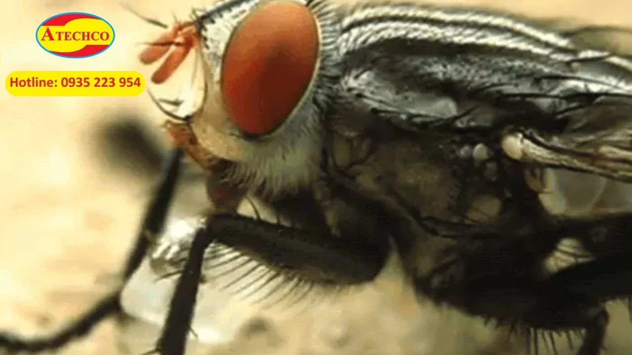 Điểm th&uacute; vị về lo&agrave;i ruồi