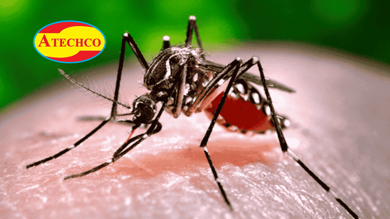 T&aacute;c hại của muỗi đối với sức khỏe&nbsp;&nbsp;