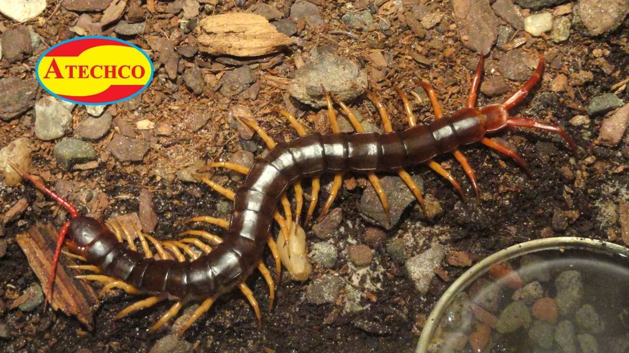 Giới thiệu chung về lo&agrave;i rết