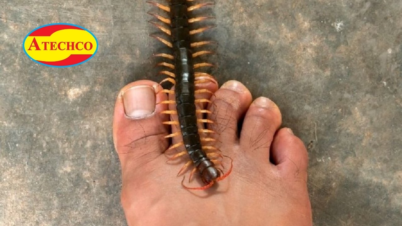 Ph&acirc;n biệt rết nhỏ trong nh&agrave; v&agrave; rết c&oacute; nọc độc