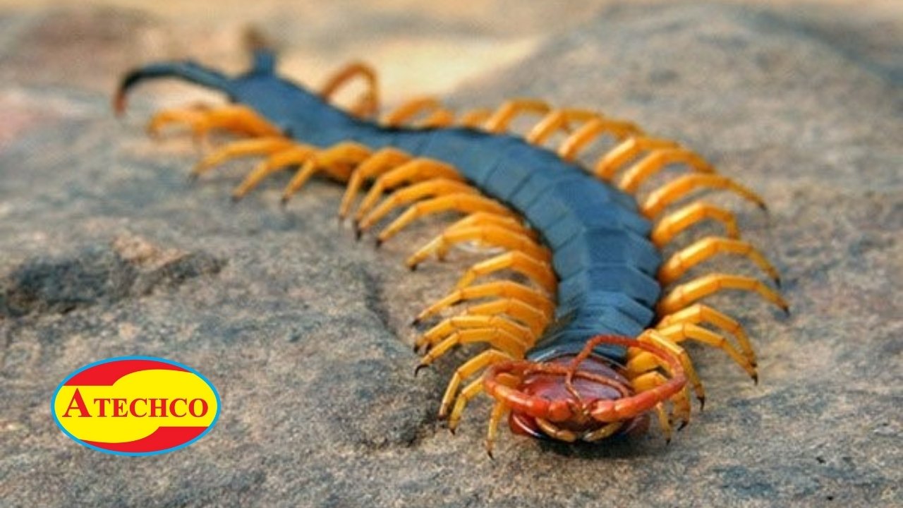 Những điều c&oacute; thể bạn chưa biết về rết&nbsp;