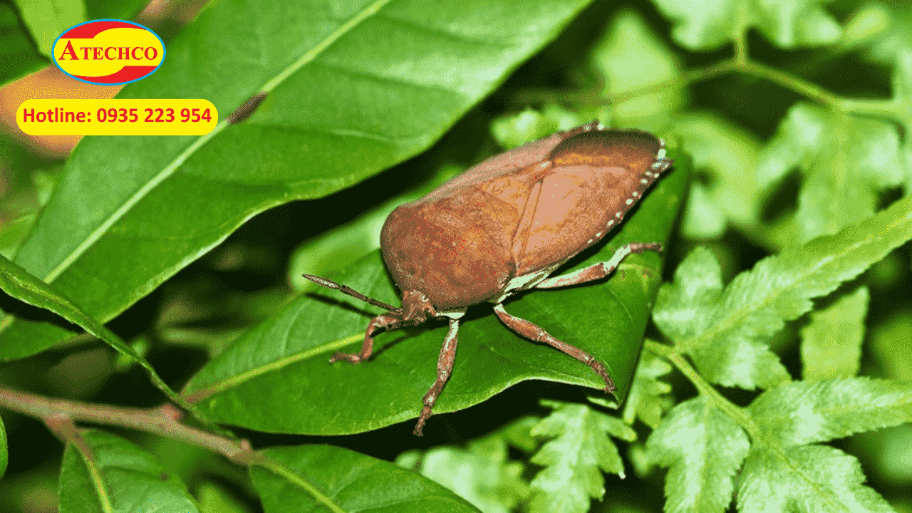 Giới thiệu về bọ x&iacute;t