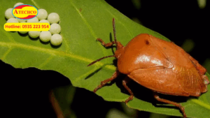 Bọ xít có độc không? Giải đáp từ chuyên gia