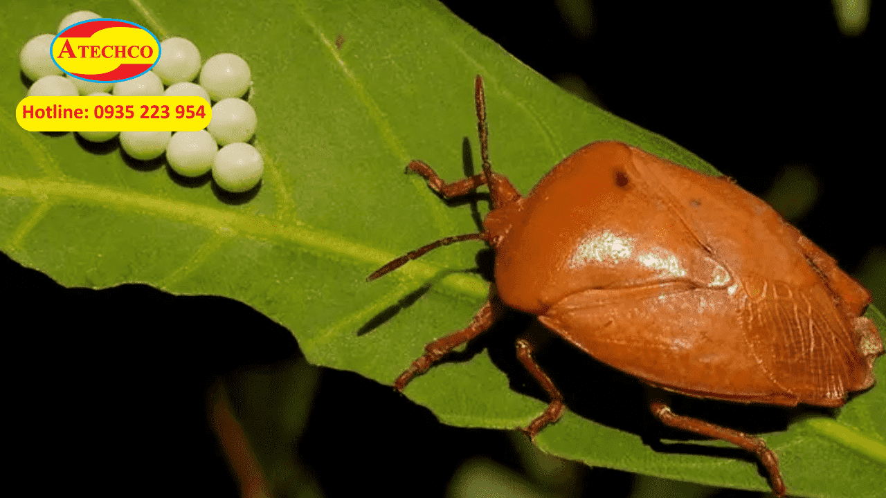 Bọ x&iacute;t c&oacute; độc kh&ocirc;ng? Giải đ&aacute;p từ chuy&ecirc;n gia