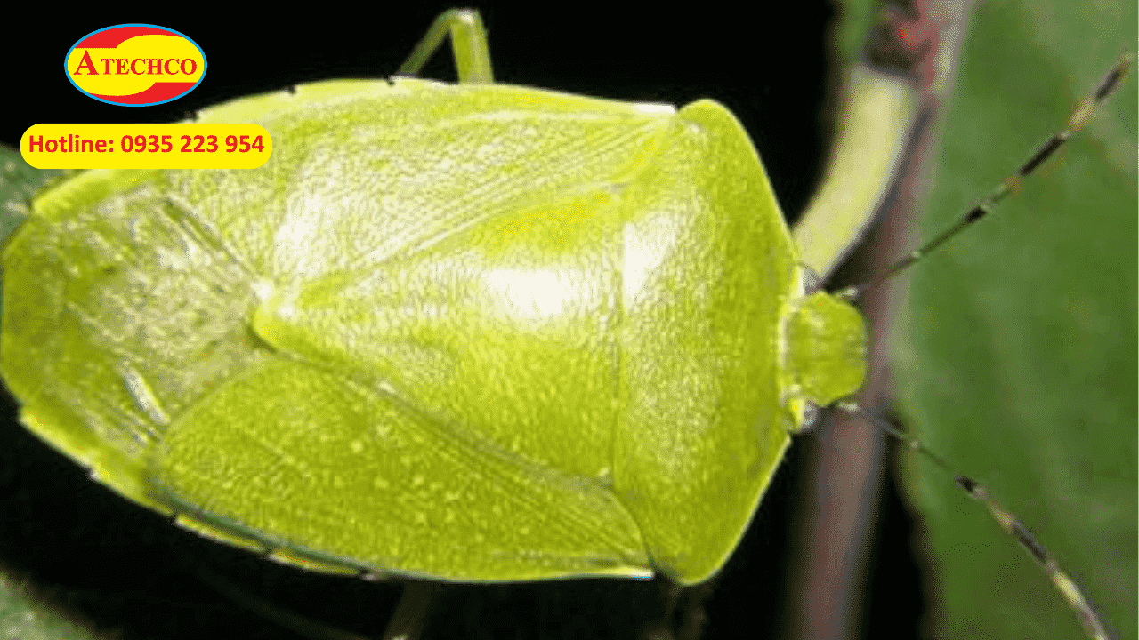 C&aacute;ch xử l&yacute; khi bị bọ x&iacute;t ch&iacute;ch tại nh&agrave;